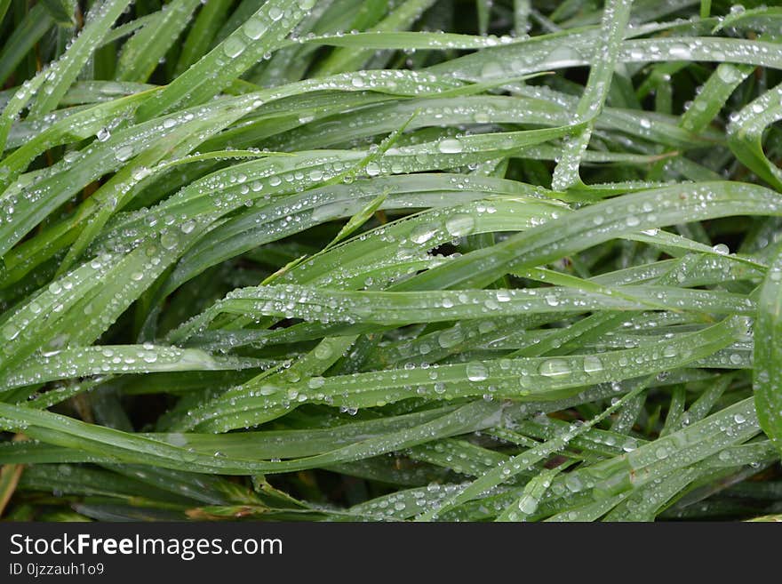 Grass, Water, Moisture, Plant