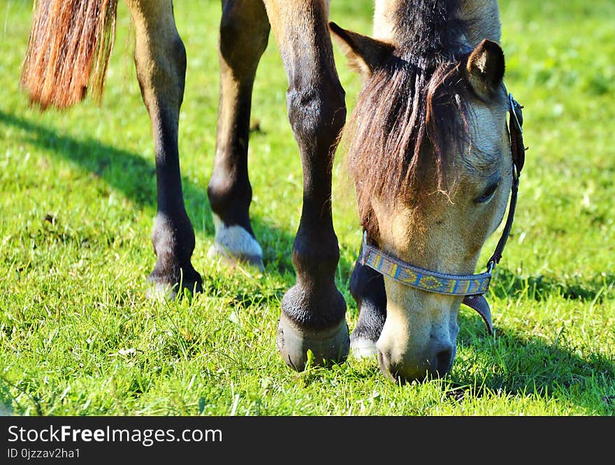 Horse, Grazing, Grass, Pasture