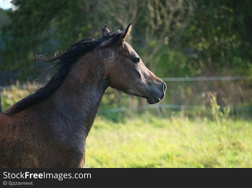 Horse, Mane, Horse Like Mammal, Mare