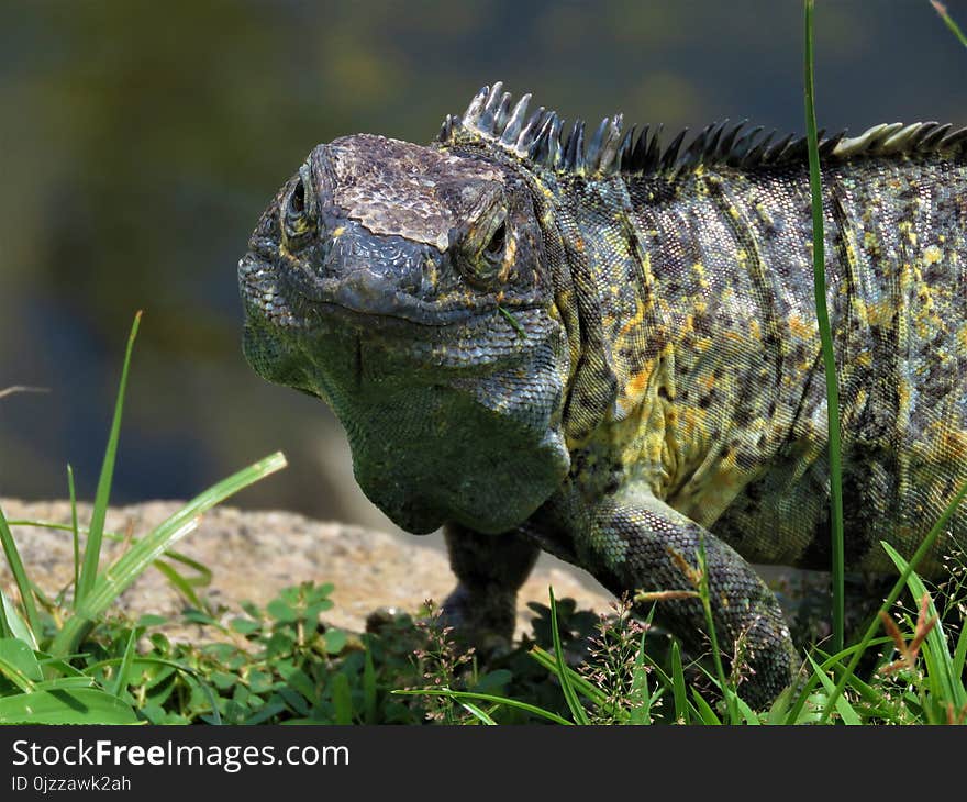 Reptile, Scaled Reptile, Iguana, Lizard