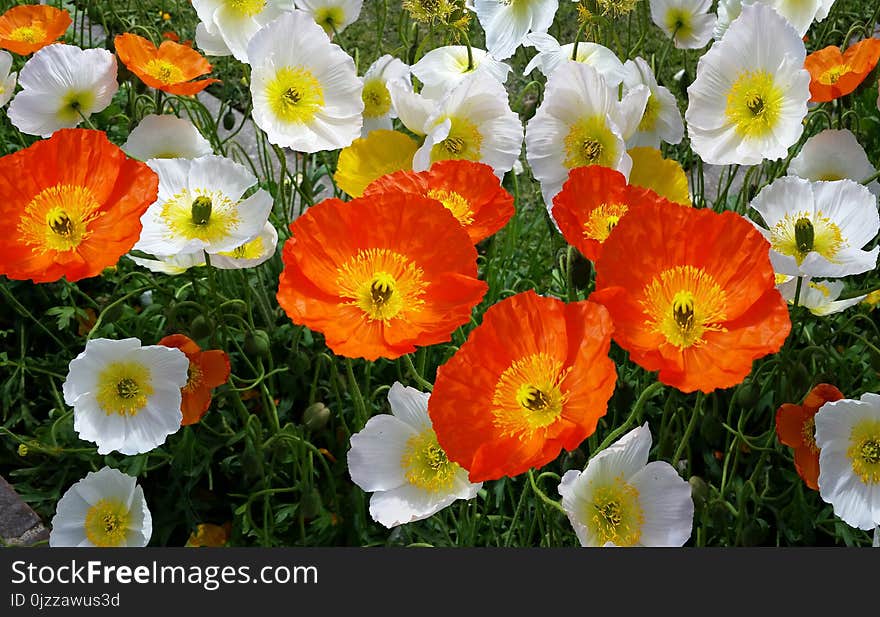 Flower, Wildflower, Plant, Poppy