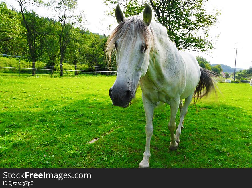 Horse, Pasture, Grass, Horse Like Mammal