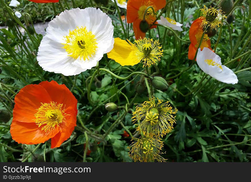 Flower, Wildflower, Yellow, Plant