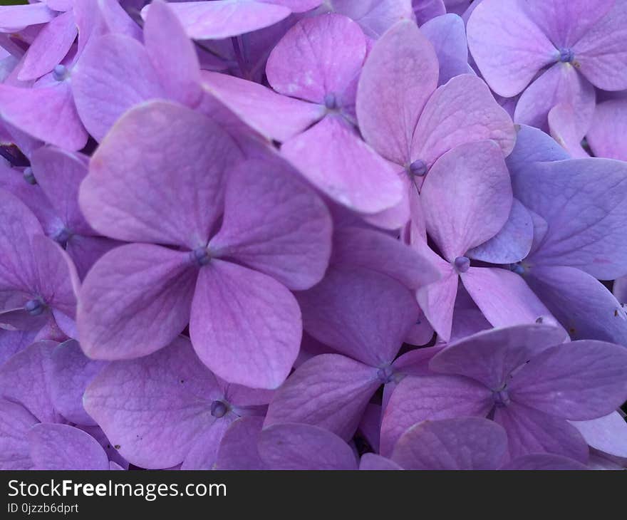 Flower, Lilac, Violet, Purple