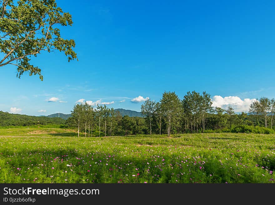 Sky, Grassland, Vegetation, Field