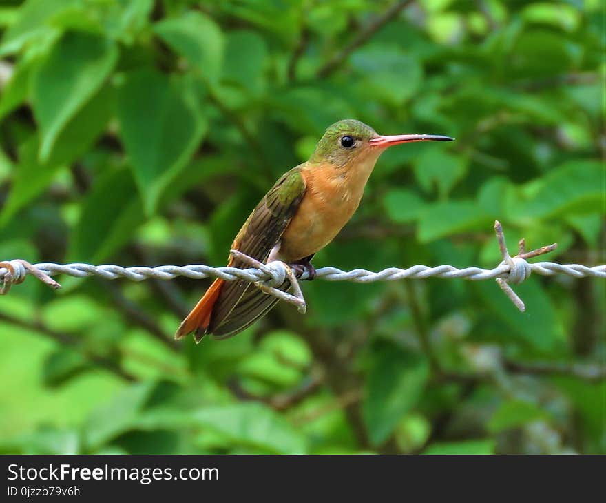 Bird, Hummingbird, Fauna, Beak