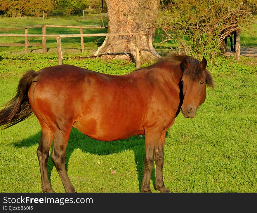 Horse, Pasture, Mare, Horse Like Mammal