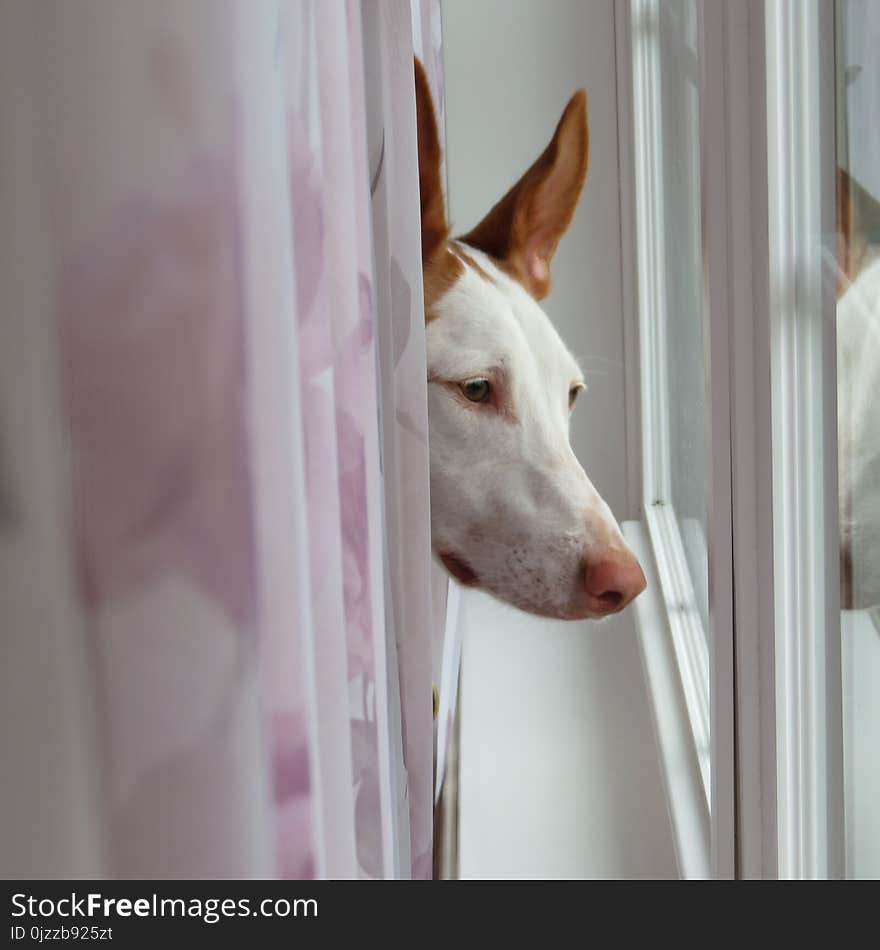 White, Dog Breed, Nose, Dog