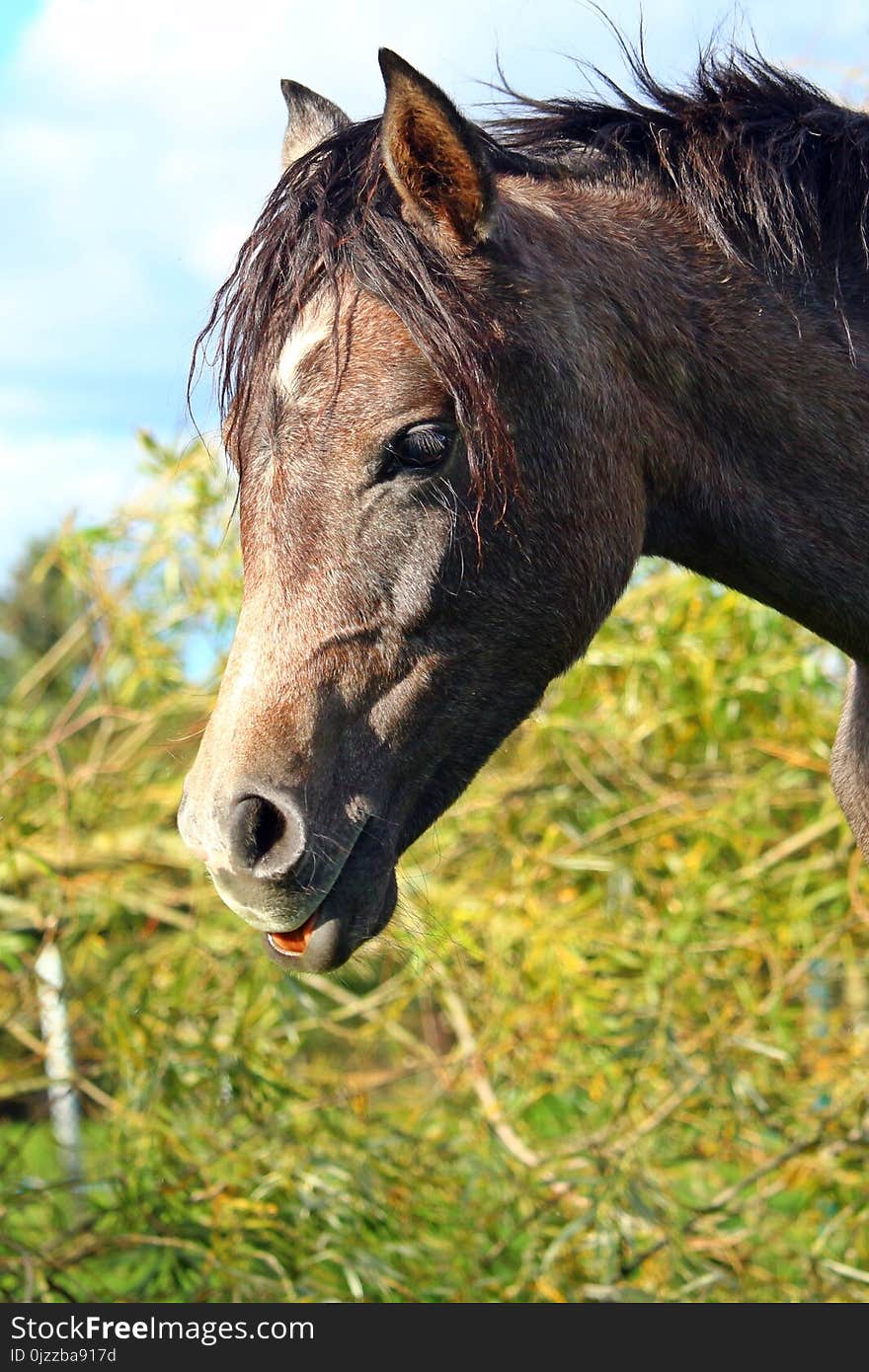 Horse, Mane, Bridle, Fauna