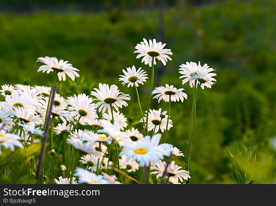 Flower, Plant, Flora, Oxeye Daisy