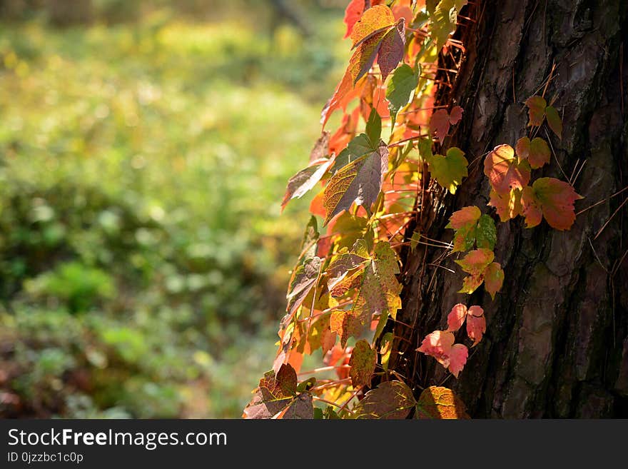 Leaf, Autumn, Yellow, Branch