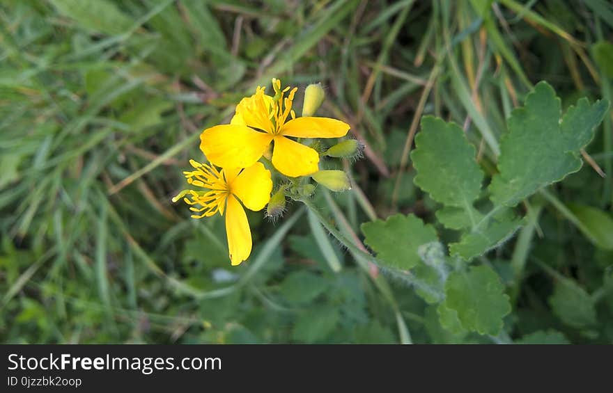 Flower, Flora, Plant, Chelidonium