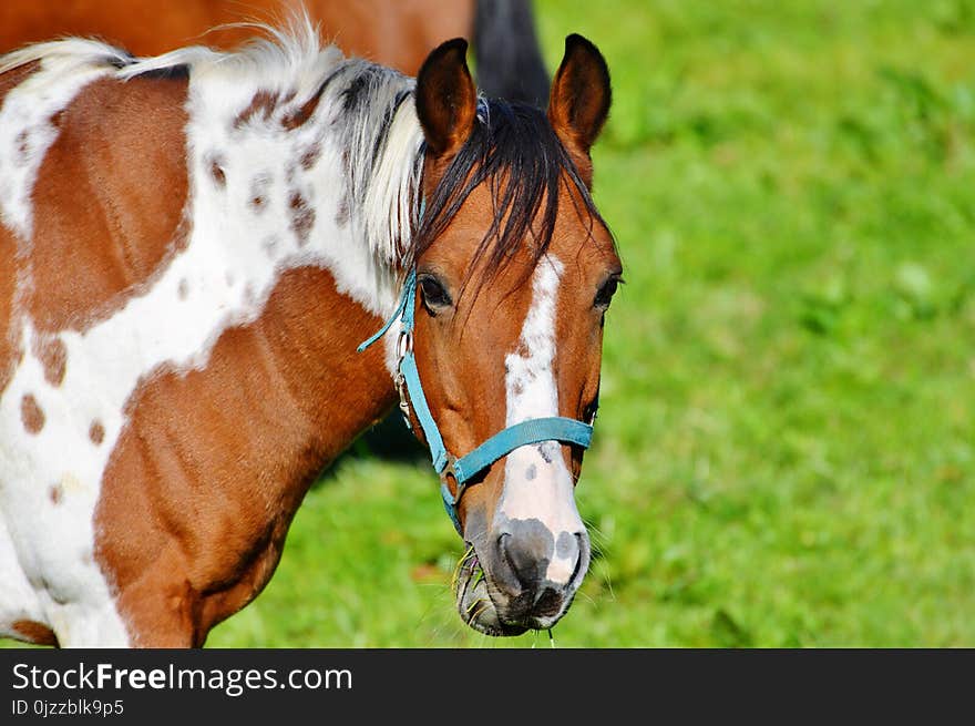 Horse, Bridle, Halter, Horse Tack