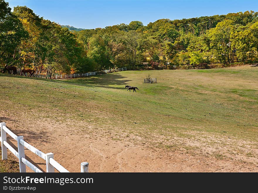 Nature Reserve, Grass, Pasture, Tree