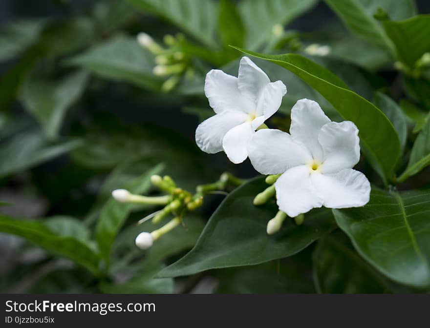 Plant, Flower, Flora, Jasmine