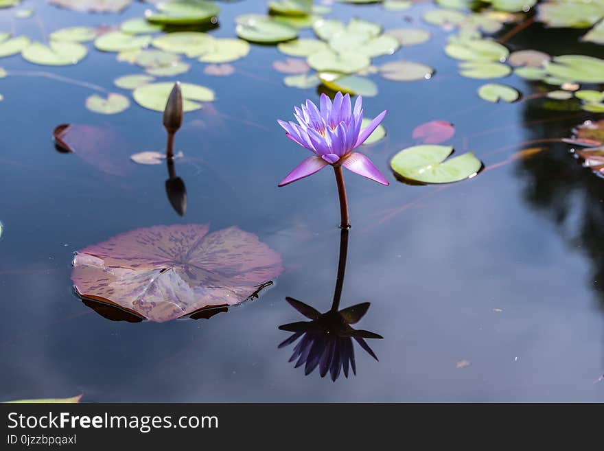 Flower, Water, Flora, Nature