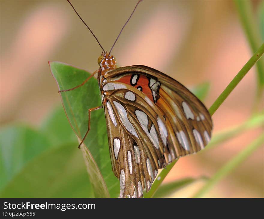 Insect, Butterfly, Moths And Butterflies, Invertebrate