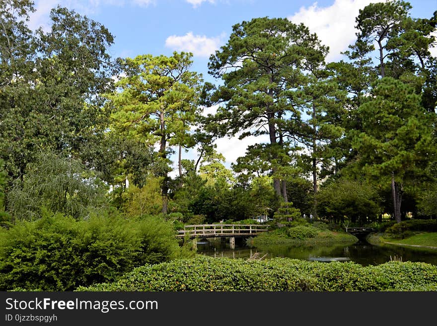 Vegetation, Tree, Nature, Botanical Garden