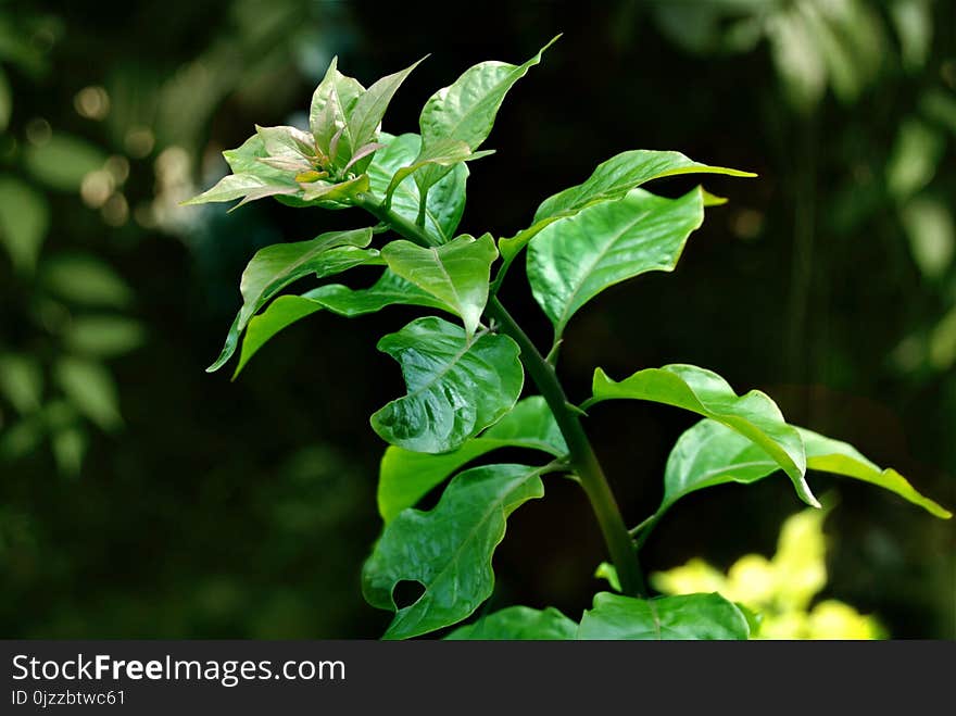 Plant, Leaf, Vegetation, Branch