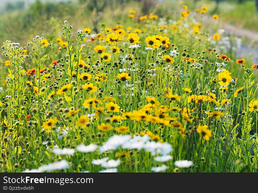 Flower, Wildflower, Vegetation, Meadow