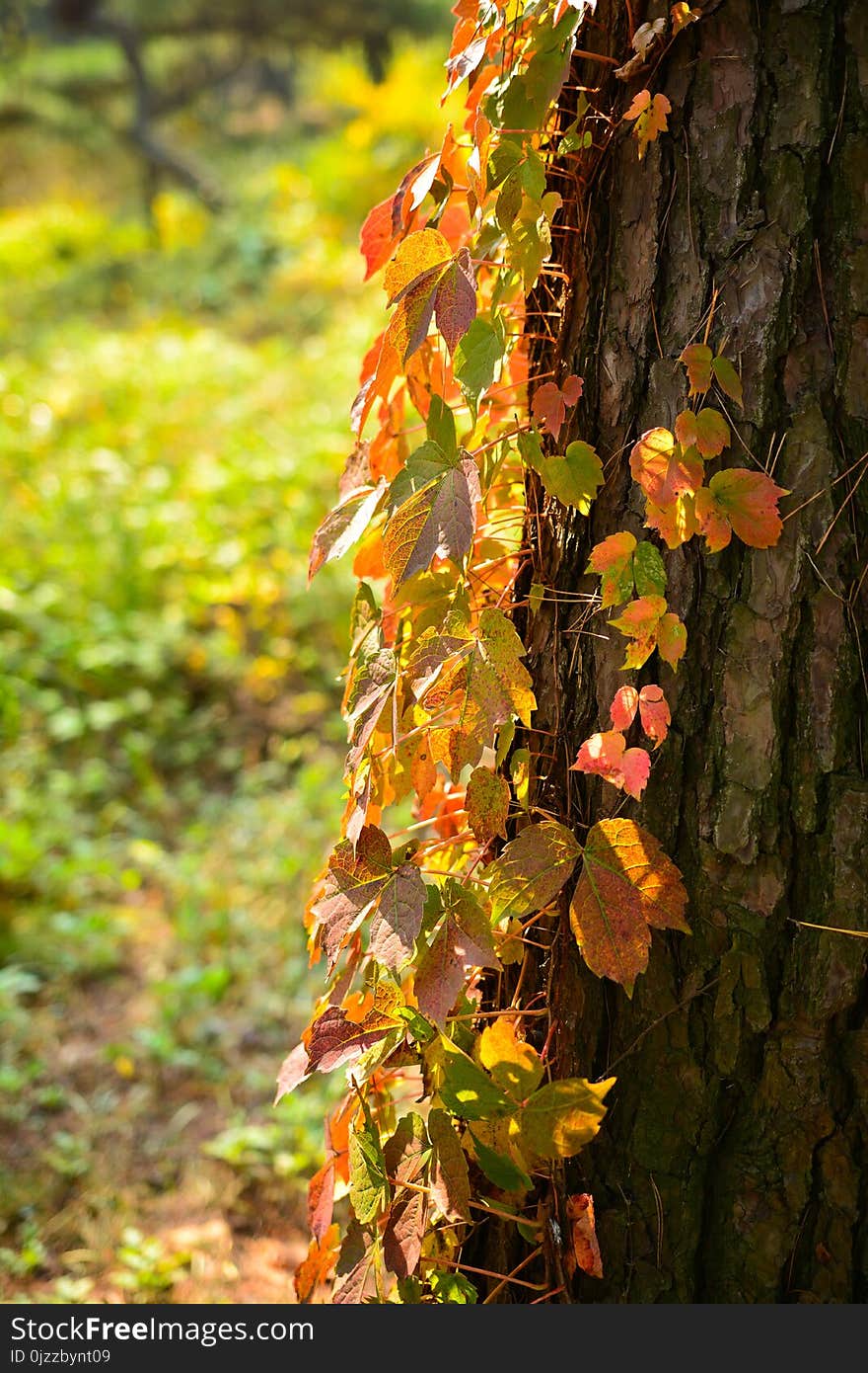 Flora, Leaf, Autumn, Deciduous