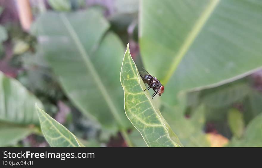 Insect, Leaf, Invertebrate, Organism