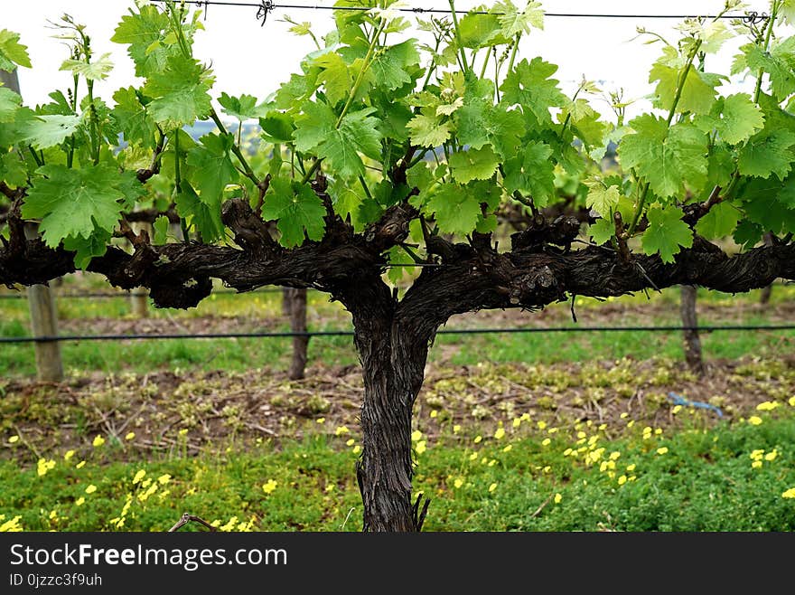 Agriculture, Tree, Grapevine Family, Leaf