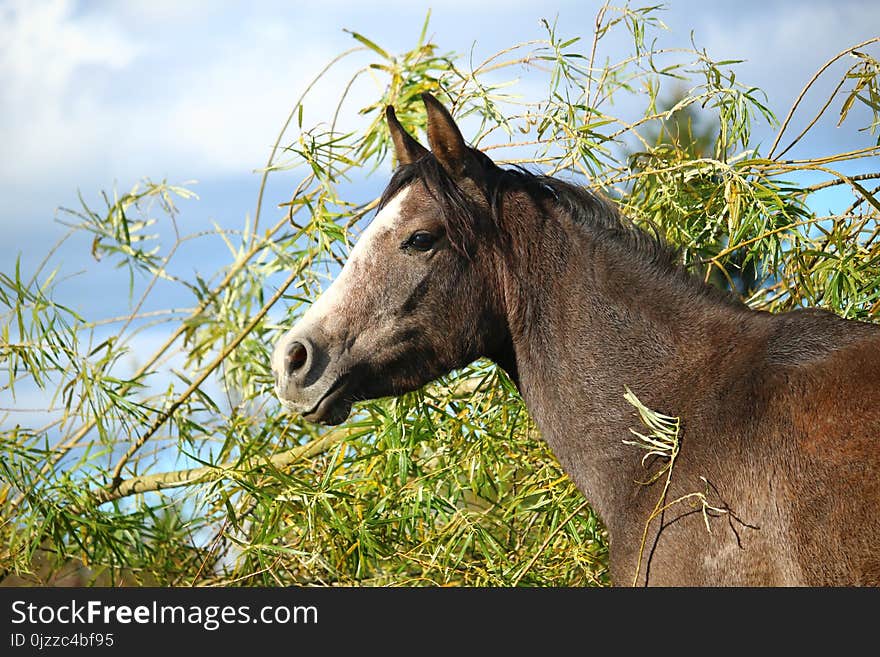 Fauna, Horse, Horse Like Mammal, Wildlife