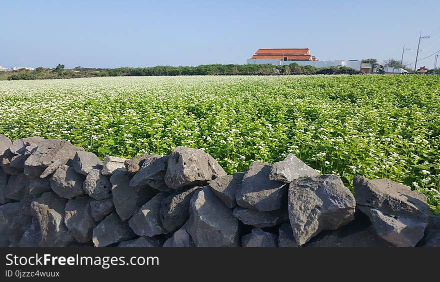 Agriculture, Field, Crop, Plant