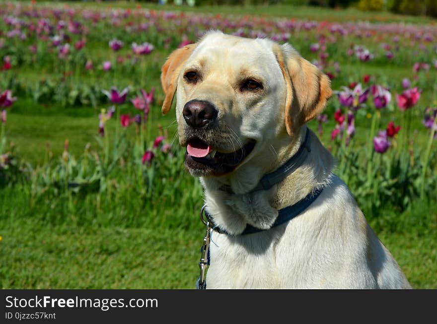 Dog, Dog Breed, Labrador Retriever, Dog Like Mammal