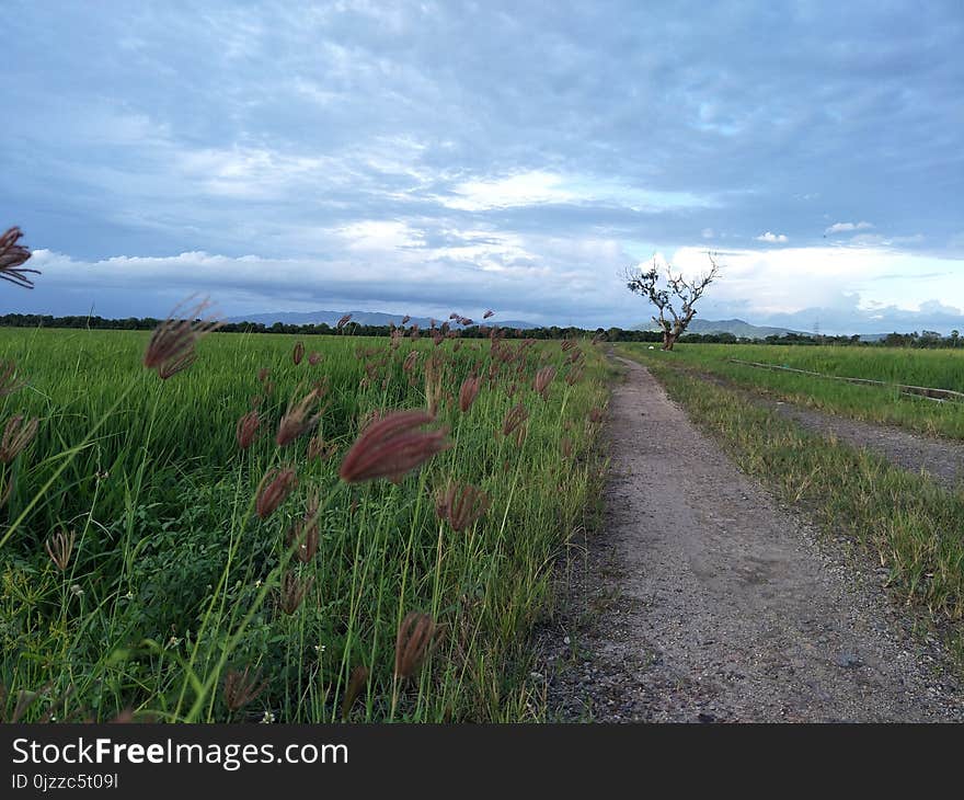 Sky, Grassland, Ecosystem, Field