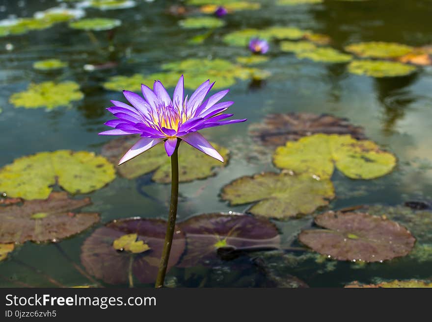 Flower, Water, Flora, Plant