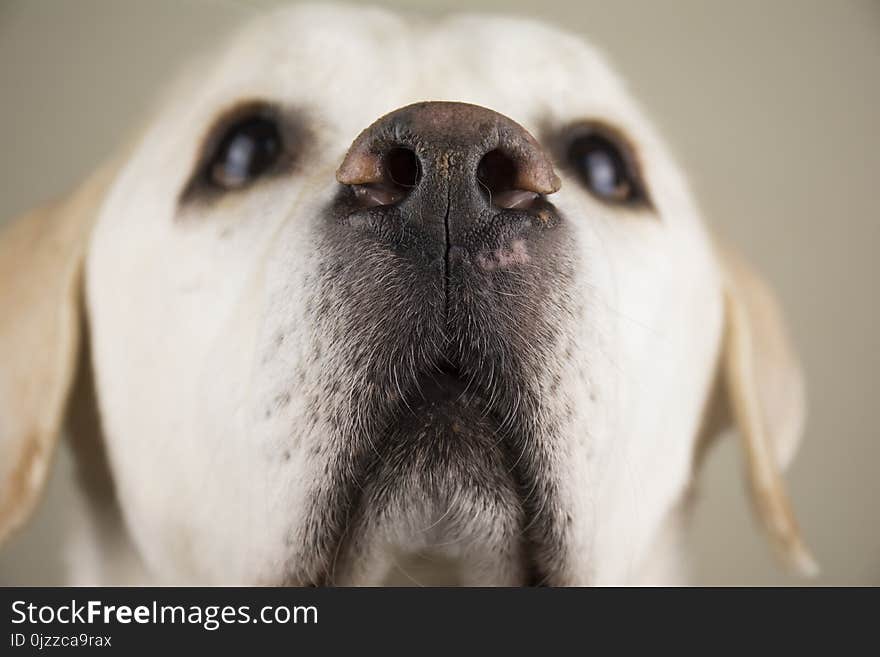 Dog, Nose, Dog Breed, Dog Like Mammal