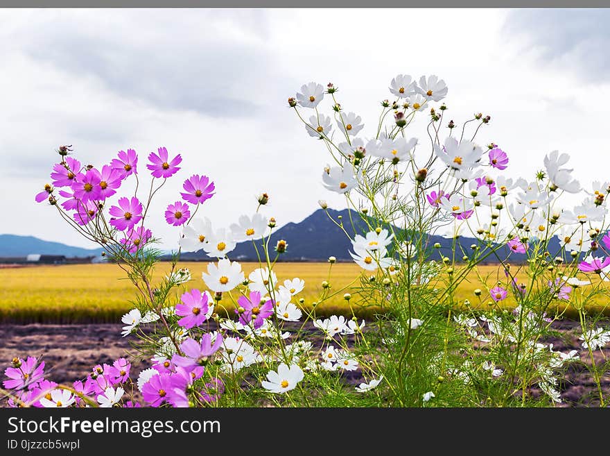 Flower, Flowering Plant, Plant, Spring