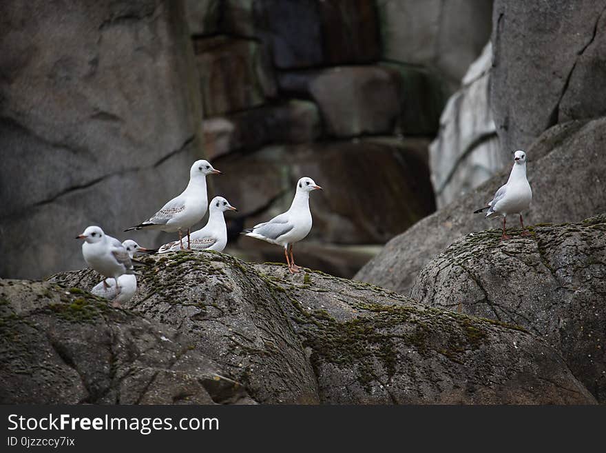 Bird, Fauna, Seabird, Beak