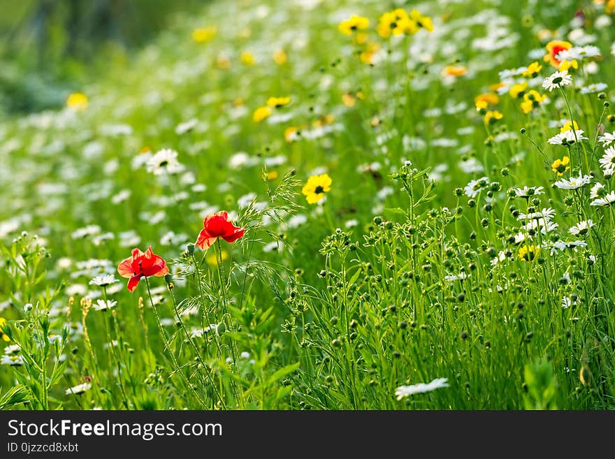 Flower, Wildflower, Meadow, Vegetation