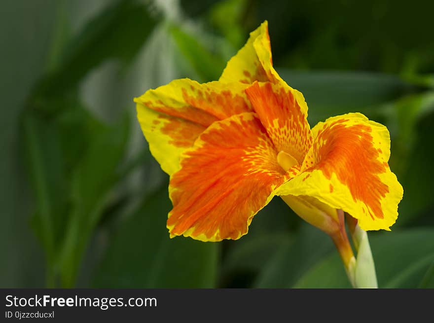 Flower, Yellow, Flora, Flowering Plant