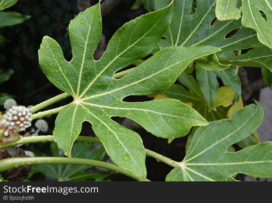 Plant, Leaf, Flora, Plant Pathology