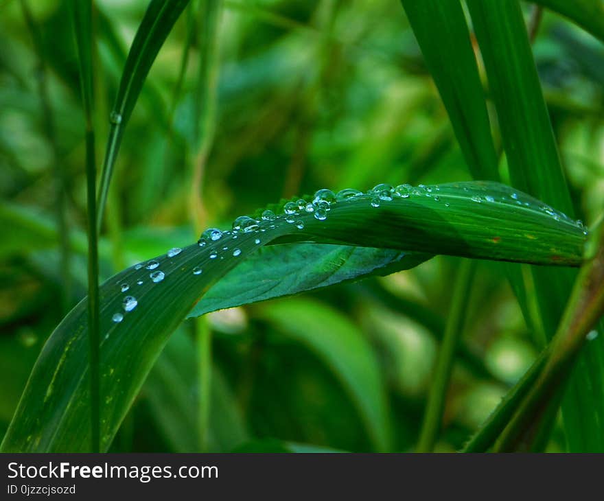 Water, Dew, Moisture, Leaf