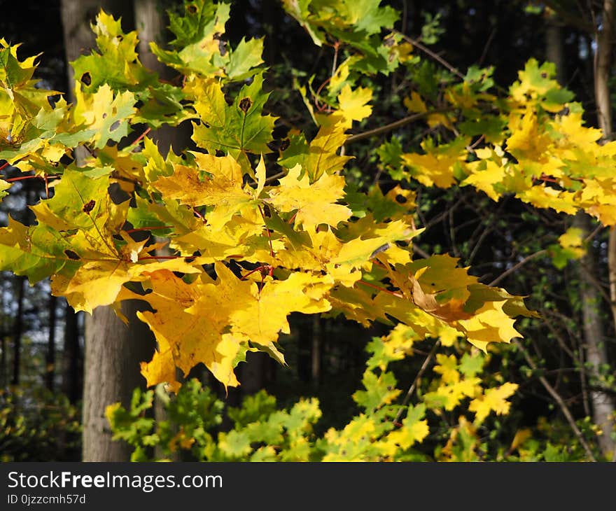 Yellow, Leaf, Plant, Autumn