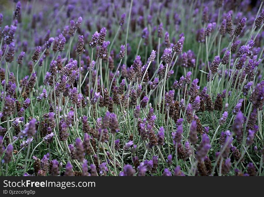 Plant, Flower, English Lavender, French Lavender