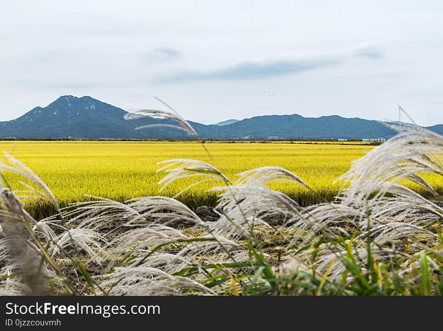 Ecosystem, Yellow, Grassland, Field