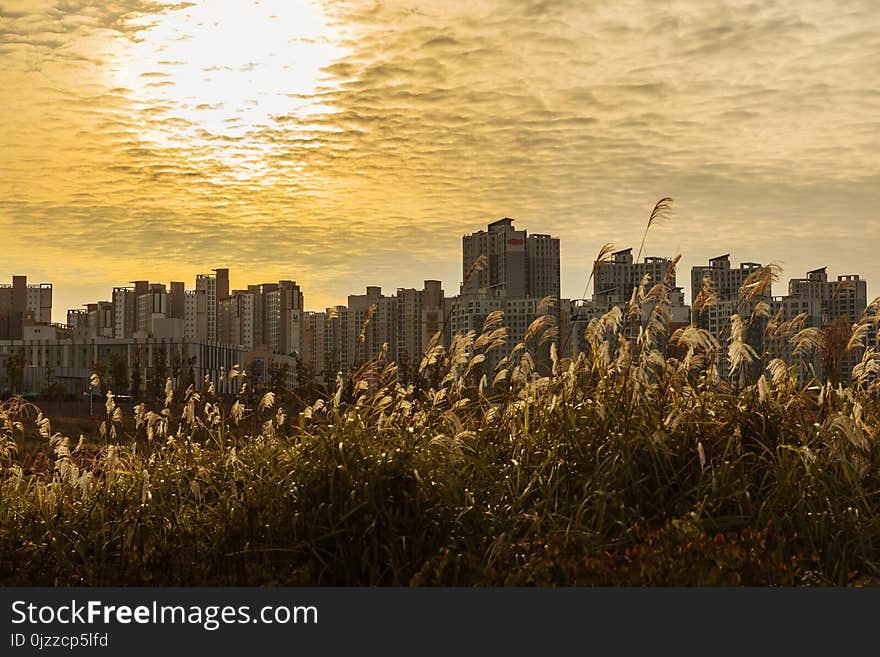 Skyline, City, Cityscape, Sky