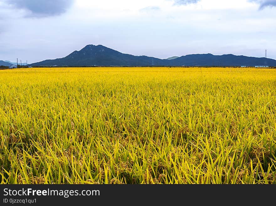 Grassland, Paddy Field, Field, Ecosystem