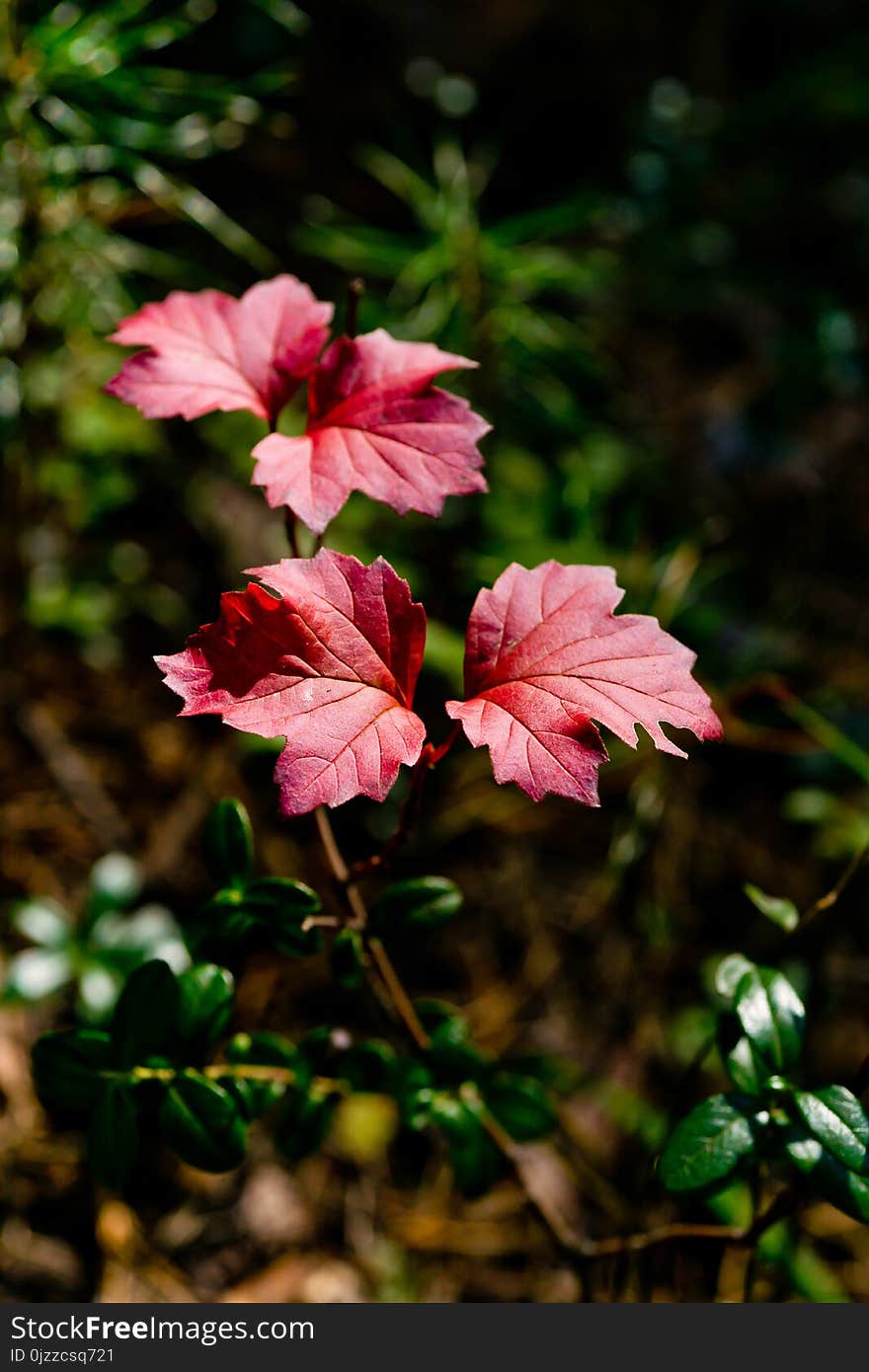 Flower, Plant, Pink, Flora