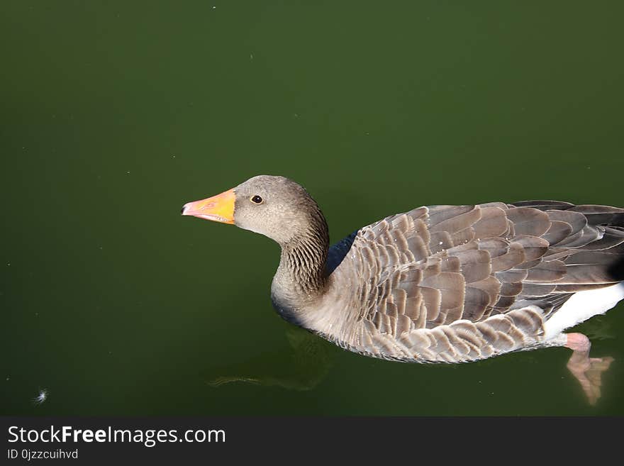 Bird, Beak, Water Bird, Water