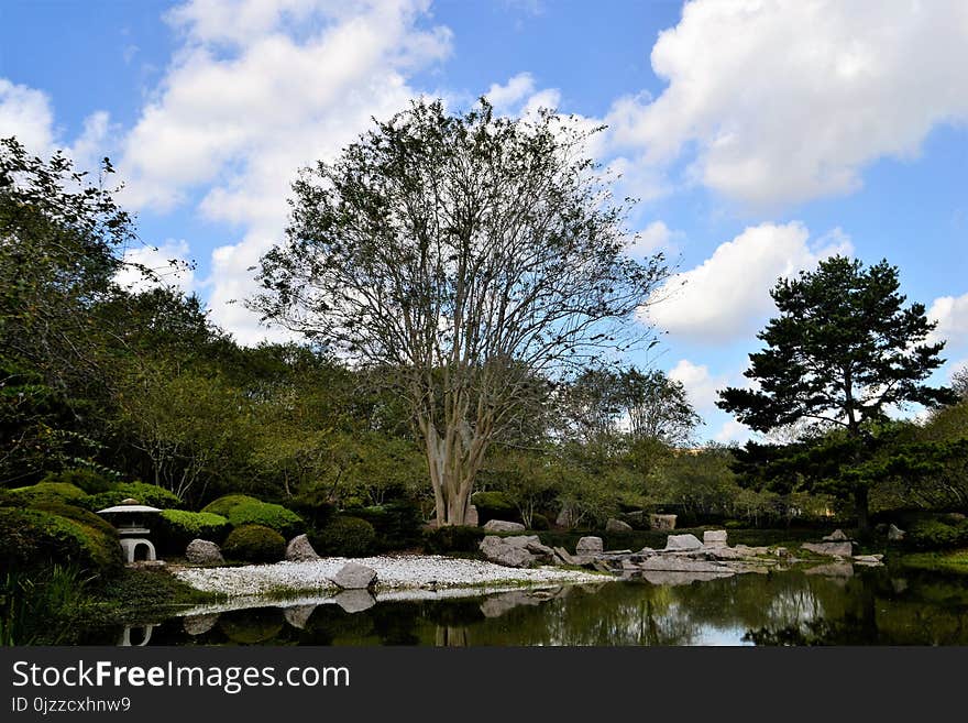 Sky, Tree, Nature, Reflection