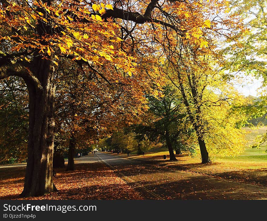 Nature, Autumn, Leaf, Tree