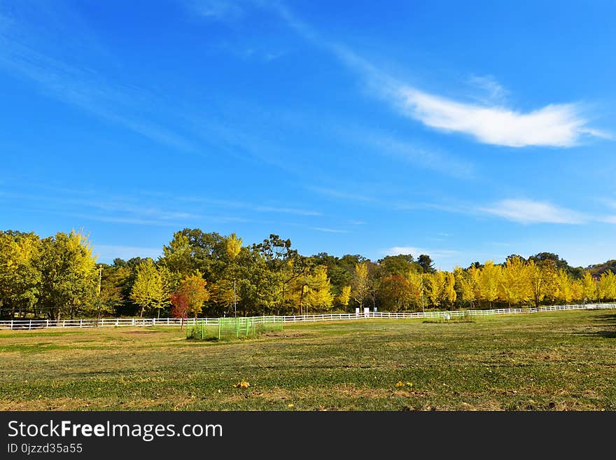 Sky, Grassland, Meadow, Ecosystem