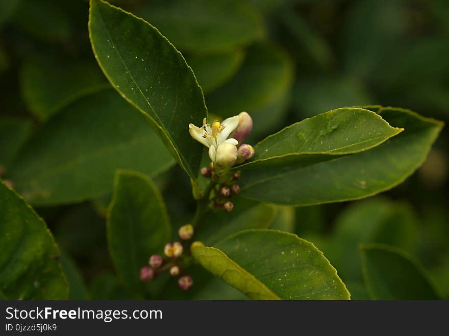 Leaf, Plant, Vegetation, Flora